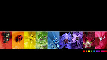 Raibow of Nature, bugs, nature, flowers, raibow, collage HD wallpaper