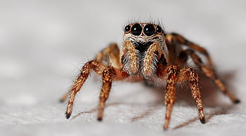 Detailed macro shot of a jumping spider's close-up on a white background, highlighting its eyes and hairy texture. HD wallpaper