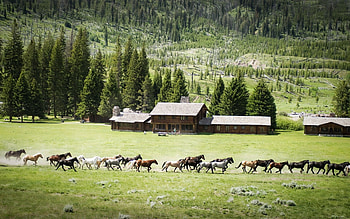 Field of Horses, trees, horses, field, mountain HD wallpaper