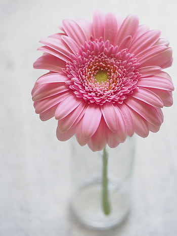 Beautiful pink gerbera daisy in a glass vase on a white background, showcasing delicate petals and vibrant color. HD phone wallpaper
