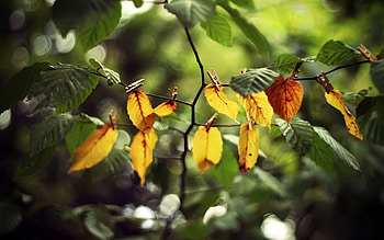 Nature, Leaves, Branch, Clothespins HD wallpaper
