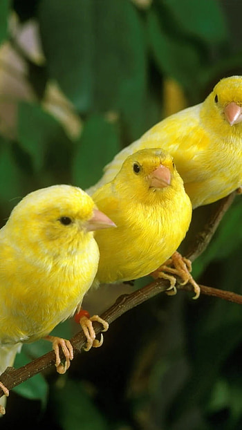 Canary, Yellow Canary HD phone wallpaper