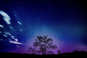 Tree Galaxy Sky , galaxy, sky, tree, nature HD wallpaper