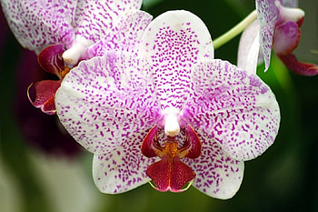 Beautiful Violet Orchid, Flowers, Nature, Colorful, Orchids HD wallpaper