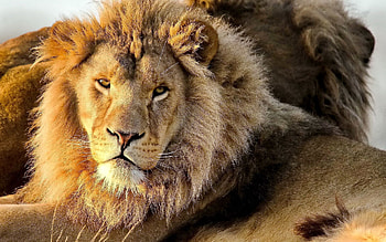 Animals, Lion, Predator, Sight, Opinion, Mane HD wallpaper