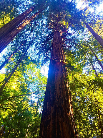 Redwood tree , Personalized decor, Nature's backdrop, Visual inspiration HD phone wallpaper