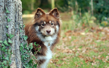 Animals, Grass, Wood, Tree, Dog, Peek Out, Look Out HD wallpaper