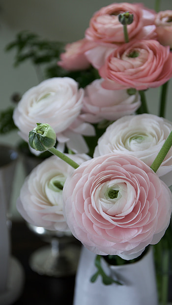 Ranunculus, Pink Beautiful, Flower HD phone wallpaper