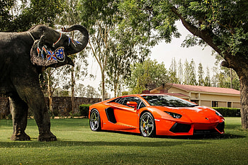 Trees, Lamborghini, Cars, Building, Reflection, Front View, Fencing, Enclosure, Aventador, Lp700-4, Elephant HD wallpaper