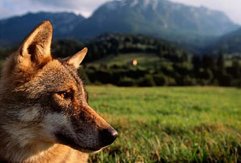German Shepard, dog, canine, grass HD wallpaper
