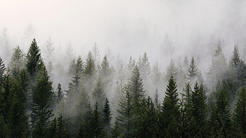 Foggy Forest , Forest Full HD wallpaper