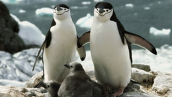 Animals, Pinguins, Young, Stroll, Family, Care, Joey HD wallpaper