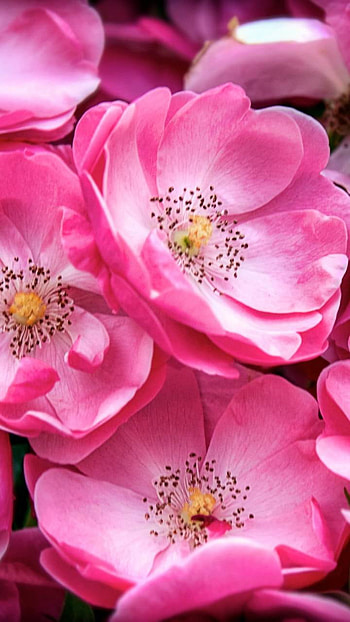 Pink Blossoms, pink flower, flower, nature, blossom HD phone wallpaper
