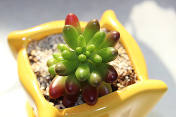 Stones, Miscellanea, Miscellaneous, Indoor Plant, Houseplant, Pot HD wallpaper