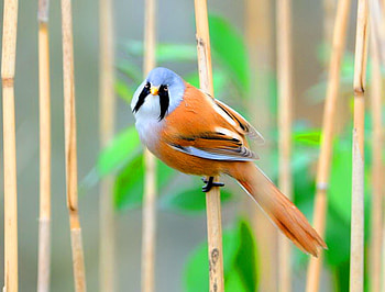 Bearded Reedling, branch, leaves, bird, male, blue orange black and white HD wallpaper
