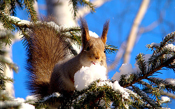 Animals, Squirrel, Pine, Snow, Branches, Animal HD wallpaper