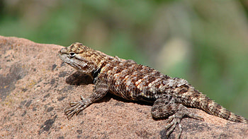 Animals, Rock, Stone, Lizard, Reptile HD wallpaper
