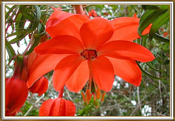BEAUTIFUL FLOWER, FLOWER, NATURE, BEAUTIFUL HD wallpaper