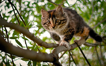 Animals, Wood, Kitty, Kitten, Tree, Spotted, Spotty, Branches, Curiosity HD wallpaper