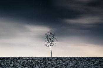 Winter, Snow, Wood, Tree, Minimalism, Starry Sky HD wallpaper