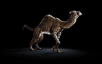 CAMEL LEAPARD, CAMEL, LEAPARD, SPOTS, FUR, FUNNY, WEIRD HD wallpaper