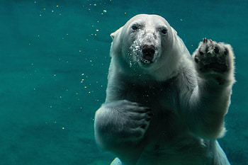 Inuit knowledge, Western science, Polar bear well-being, Collaborative efforts HD wallpaper