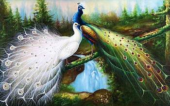 Peacocks, colors, white, birds, painting, feathers HD wallpaper