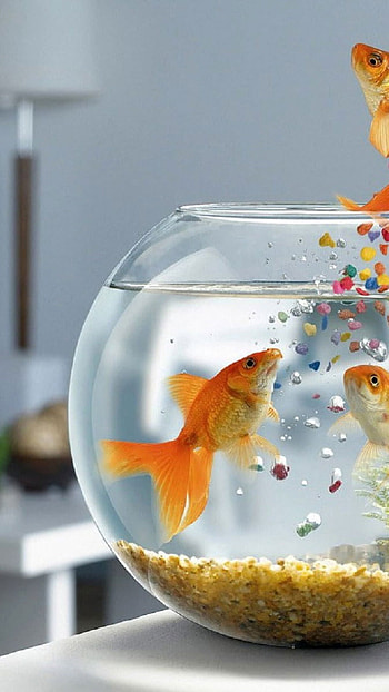 Gold Fish, Nature, Funny fish HD phone wallpaper