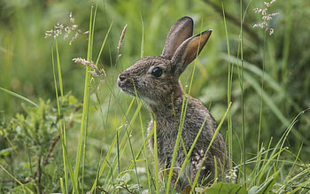 Animals, Grass, Sit, Hide, Hare HD wallpaper