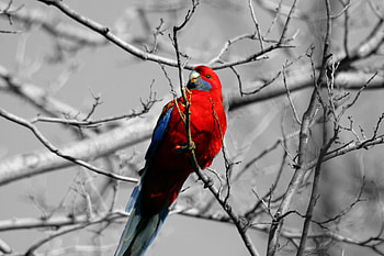 Red spot, winter, bird, animals, red, parrot, beauty HD wallpaper