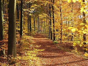 Autumn Leaves, colors, leaves, light, path HD wallpaper