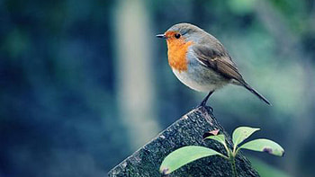 European Robin Bird Is Standing On Tree Trunk In Blur Background Birds HD wallpaper