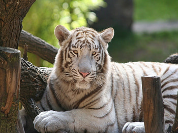 Bengal tiger, bengal, tiger, wildlife, zoo HD wallpaper