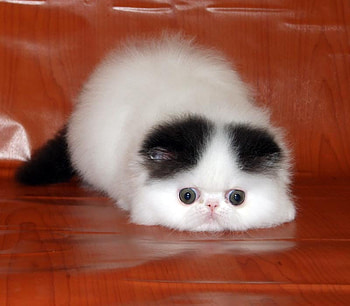 mister big eyes, kitten, white, black, big, eyes, persian HD wallpaper