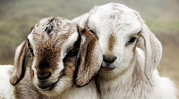 Farm animals, background, Animal life, Farming HD wallpaper