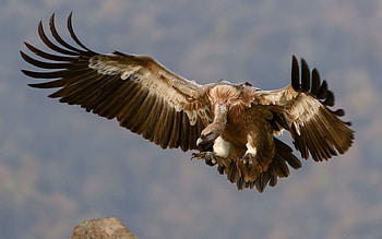 Griffon Vulture , backgrounds, Captivating HD wallpaper