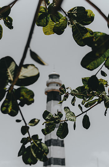 Nature, Leaves, Building, Branches, Lighthouse HD phone wallpaper