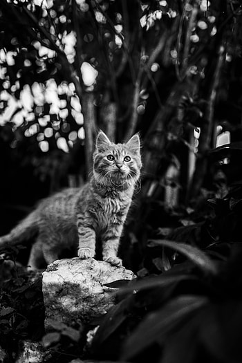 Animals, Cat, Kitty, Kitten, Pet, Bw, Chb, Animal HD phone wallpaper