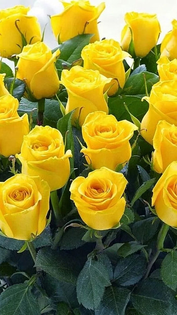 Yellow Rose, Beautiful, Yellow, Rose HD phone wallpaper