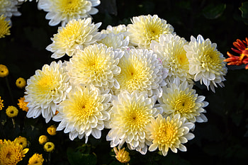 Bunch, dahlia, flowers, white, blossom HD wallpaper