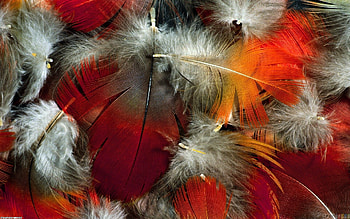 Beautiful feathers, , Animal feathers, Feather wings HD wallpaper