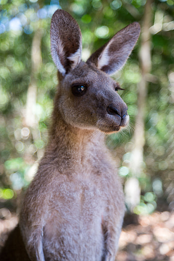 Animals, Kangaroo, Blur, Smooth, Wildlife, Ears HD phone wallpaper