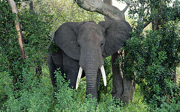 Animals, Trees, Grass, Stroll, Ears, Elephant HD wallpaper