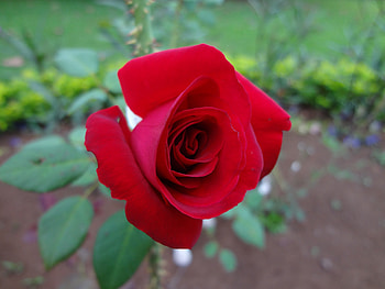 Hermosa rosa, cultivada, roja, rosa, naturaleza HD wallpaper