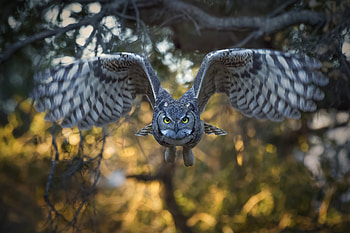 Majestic Owl in Flight - Stunning Wildlife, Animal, owl HD wallpaper
