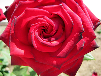 Plants, Flowers, Roses HD wallpaper