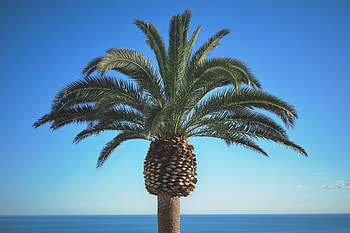 Nature, Summer, Wood, Tree, Palm HD wallpaper