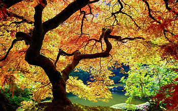 Nature, Autumn, Leaves, Wood, Tree, Branches, Branch, Bends, Trunk HD wallpaper