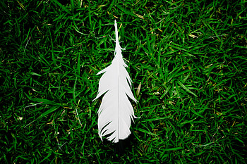 Grass, Feather, Miscellanea, Miscellaneous, Pen, Ease HD wallpaper