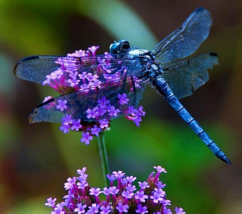 Dragonfly, blue, purple, pink, insect, libelula HD wallpaper